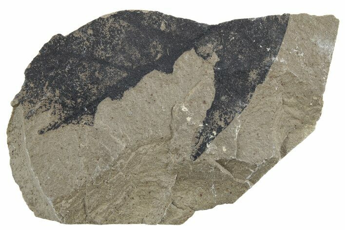 Fossil Sycamore (Macginitiea) Leaf - Green River Formation, Utah #218281